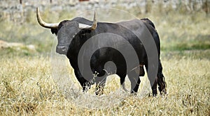 A powerful bull with big horns on the field