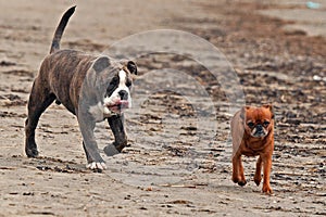 A powerful Bulldog follows a thinner Griffon photo