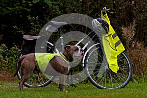 Powerful bulldog next to a bicycle