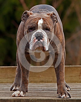 A powerful bulldog standing guarding