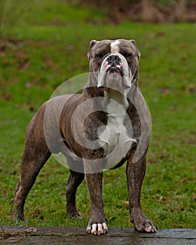 A powerful bulldog standing guarding