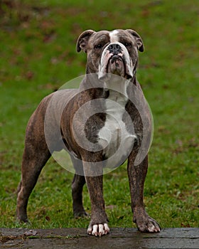 A powerful bulldog standing guarding