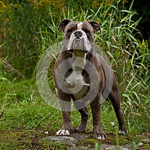 A powerful bulldog standing guarding