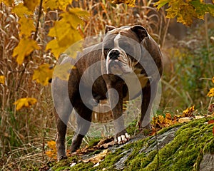 A powerful bulldog standing guarding