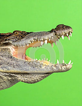 Aggressive Crocodile Head on Green Screen