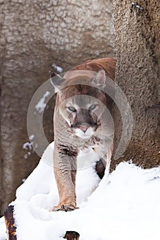 Powerful cougar comes out of the corner of the rock big cat puma on a snowy background