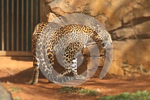 Powerful dangerous leopard walking in the zoo