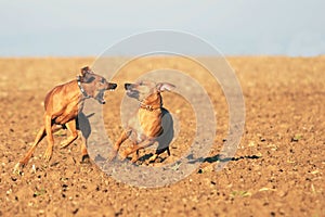 Powerful dogs playing photo