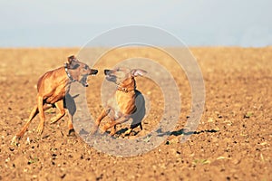 Powerful dogs playing