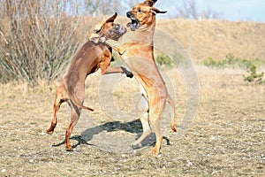 Powerful dogs playing