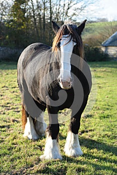 A powerful draft/shire horse