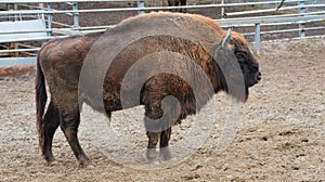 A powerful European bison surveys its territory.