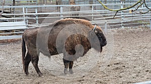 A powerful European bison surveys its territory.