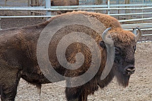A powerful European bison surveys its territory
