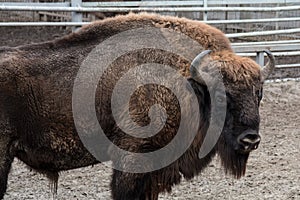 A powerful European bison surveys its territory