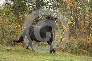 Powerful galloping percheron in autumn