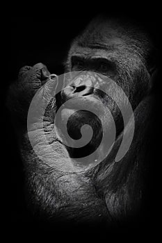 Powerful hand. The brutal muzzle face of a powerful and strong male gorilla is a symbol of masculinity and wildness. Isolated