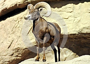 Powerful, Handsome Bighorn Sheep on the Rocks