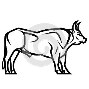 Powerful horned bull