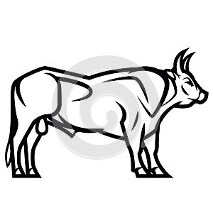 Powerful horned bull