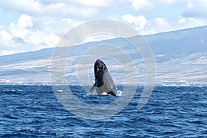 Powerful humpback whale breaching in the watersa of Maui near Lahaina.