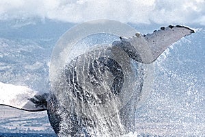 Powerful humpback whale breaching in the watersa of Maui near Lahaina.