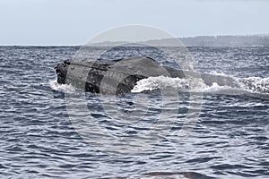 Powerful humpback whale breaching in the watersa of Maui near Lahaina.