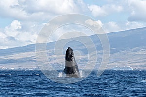 Powerful humpback whale breaching in the watersa of Maui near Lahaina.