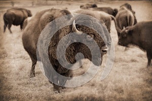 Powerful Kansas Bison Herd in Maxwell Wildlife Refuge Preserve photo