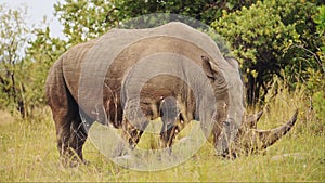 Powerful large African Wildlife Rhino grazing in Maasai Mara National Reserve, Kenya, Masai Mara Nor