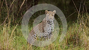 Powerful leopard with beautiful markings sitting peacefully in tall grass, conserving natural wildli