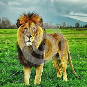 Majestic lion Walkingon a lush green Fields photo