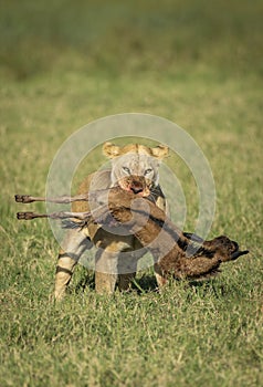 Powerful lioness carrying her kill in a vertical portrait walking in Ndutu in Tanzania