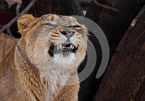 Powerful lioness growls grin teeth, head of a predator close up