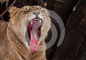 Powerful lioness growls roars, opening up a huge voracious red mouth close-up; language, throat and teeth are visible. Dark