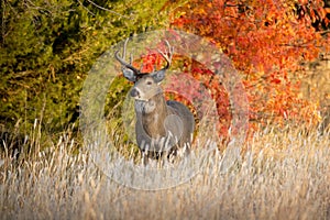 Powerful Male Whitetail Buck Searches For Female Deer During Fall Rutting Season In Kansas