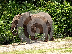 Powerful Mighty Elephant