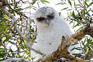 Powerful Owl