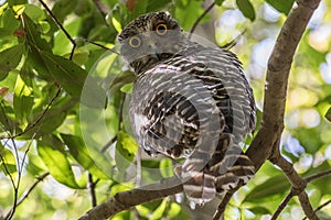 Powerful Owl