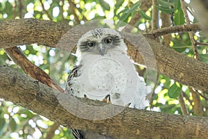 Powerful Owl in Australia