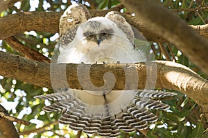 Powerful Owl in Australia