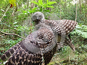 Powerful owl bird