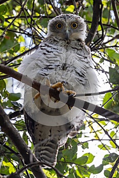 Powerful Owl roosting