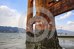 Powerful pillars famous Floating Torii gate O-Torii on Miyajima island, Japan