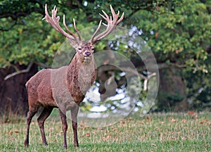 Powerful Red deer stag.(Cervus elaphus)