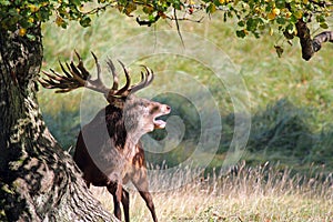 Powerful Red deer stag roaring in rutting season.