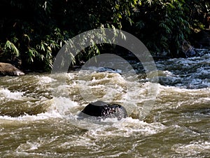 A powerful river flows with strong rapids