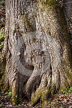 The powerful roots of an old tree