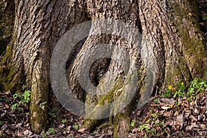The powerful roots of an old tree on a slope