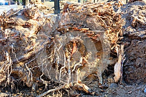 The powerful roots of an old uprooted tree close-up